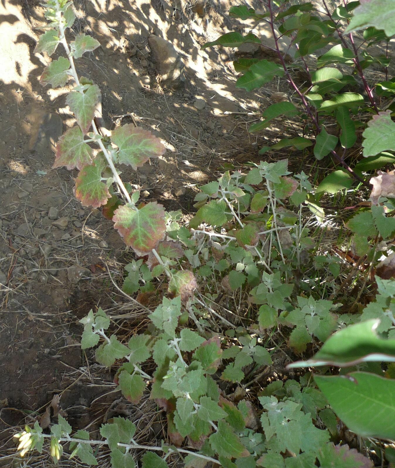 High Resolution Brickellia californica Leaf